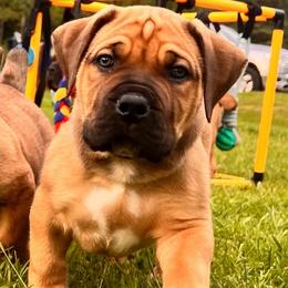 Green - Brown male Boerboel puppy in Callicoon, New York from Southern Pride Boerboels