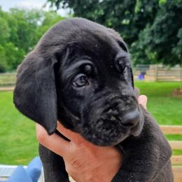 Dustin - Black male Great Dane puppy in Princeton, Indiana from Phantasm Farms