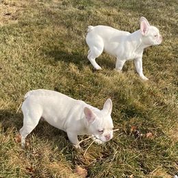French Bulldog Puppies from QueenBFrenchies