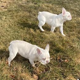 French Bulldog Puppies from QueenBFrenchies