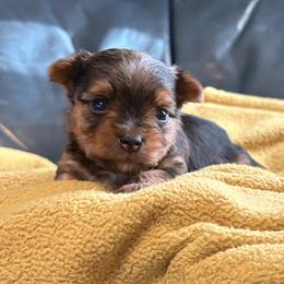 Jack Frost - Black and gold male Yorkshire Terrier puppy in Westminster, South Carolina from Perseverance Dell
