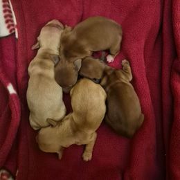 Willow - Chocolate female Dachshund puppy in Powhatan, Virginia from Dashing Dachshunds Kennels
