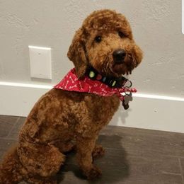 Bernedoodle and Goldendoodle Puppies from Happy Valley Doodles