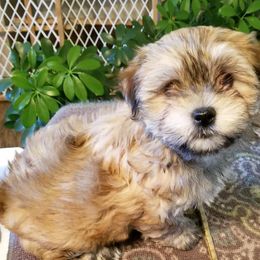 Havanese Puppies from Jerico Havanese