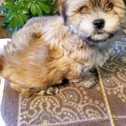 Havanese Puppies from Jerico Havanese
