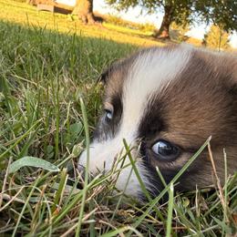 Ronnie Milsap - Sable male Pembroke Welsh Corgi puppy in Heyworth, Illinois from Schumaker Corgis