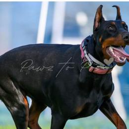 Doberman Pinscher Puppies from Double Take Doberman Kennels