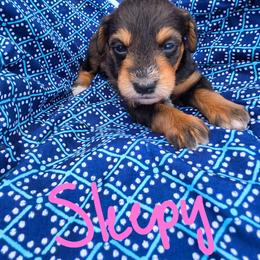 Sleepy - Sable female Schnoodle puppy in Perry, Arkansas from Central AR Schnoodles