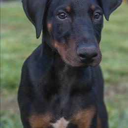 T'Calla (Blue) - Black and rust male Doberman Pinscher puppy in Shelby, North Carolina from IronBee Dobermans