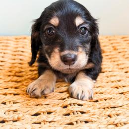 Daisy - Black and cream female Dachshund puppy in Sylvania, Alabama from Yancey’s Doxies