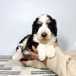 Shrek - Tri-color male Bernedoodle puppy in Southwest Ranches, Florida from Dandy Doodle Ranch