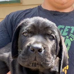 Boy 1 - Black male Cane Corso puppy in Olympia, Washington from Grayling Dawn Cane Corso