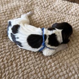 Wirehaired Pointing Griffon Puppies from Idleista Grand Chasseur