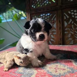 Finn - Black male Mi-Ki puppy in San Francisco, California from Moonstone miki's