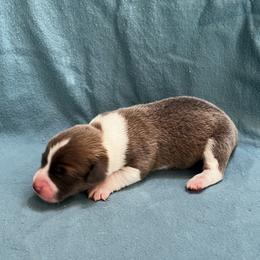 Male 2 Bluie with crooked blaze - Blue male Pembroke Welsh Corgi puppy in Moundville, Alabama from Cartee Corgis - Debi Cartee Mills