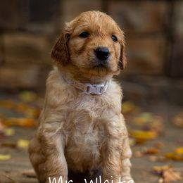 Golden Retriever and Goldendoodle Puppies from Golden Honey