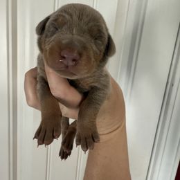 Blue male - Blue and rust male Doberman Pinscher puppy in Ludowici, Georgia from Royal Destiny Kennels