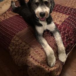 Bernedoodle and Goldendoodle All Grown Up from Bailey Mountain Doodles