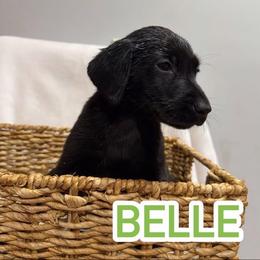 Belle - Black female Labrador Retriever puppy in Lucasville, Ohio from Backwoods Labradors