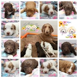 Goldendoodle Puppies from Two Ps in a Pod