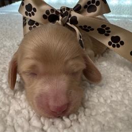 Dreamsicle - Cream male Dachshund puppy in Ontario, Oregon from Get A Long Little Doggie