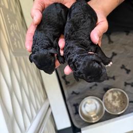 Cora - Black female Poodle puppy in Bakersfield, California from Jewells Poodles