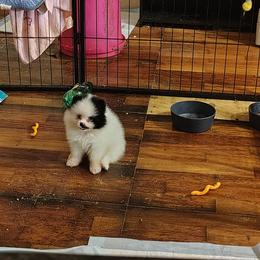 ART - Black parti female Pomeranian puppy in Andrews, South Carolina from Purple Diamonds Kennel