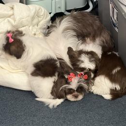 Shih Tzu Puppies from Wood Foo Breeders