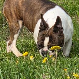 Sage - Brindle and white female Boston Terrier puppy in St. Agatha, Maine from Spruce Valley Miniature Dachshunds & Boston Terriers