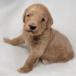 Goldendoodle Puppies from Lake Village Doodles