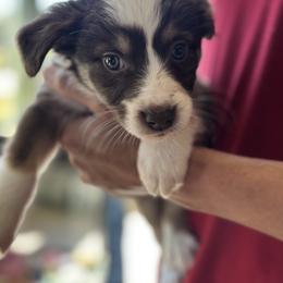 Ruby Jr - Red & white female Miniature Australian Shepherd puppy in Big Pine Key, Florida from Smushy Pups