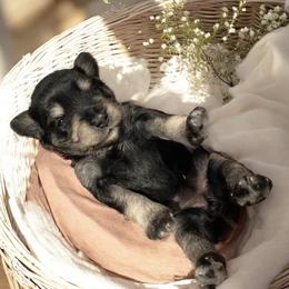 Pink Collar Female - Black and silver female Miniature Schnauzer puppy in Sacramento, California from Hardcastle Family Schnauzer’s