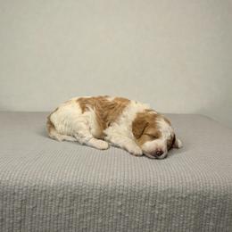 Treasure - Parti female Goldendoodle puppy in St. George, Utah from Winchester Hills Poodles and Doodles