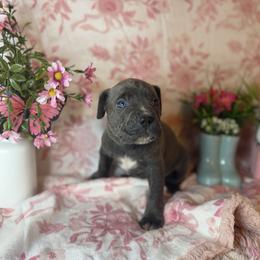 Green collar - Gray female Cane Corso puppy in Opelousas, Louisiana from Azelees Cane Corso