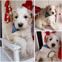 California Parti cream - Cream male Whoodle puppy in Smallett, Missouri from Leshas Whoodles
