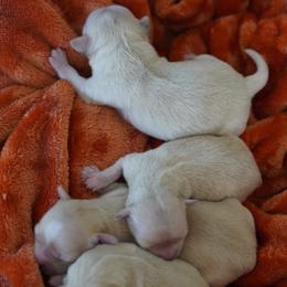 Smallest Celine - Cream and white female Chihuahua puppy in Deerfield, Florida from Happy Petit Paws