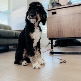 Tux - Phantom male Goldendoodle puppy in Caldwell, Idaho from Boise Doodle Co.