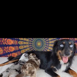 Rouge - Miniature Australian Shepherd