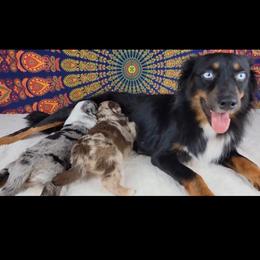 Rouge - Miniature Australian Shepherd