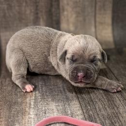Pink Collar - Gray and fawn female Cane Corso puppy in Catawba, North Carolina from Catawba Cane Corso