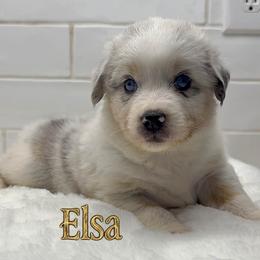 Elsa - Blue merle female Australian Shepherd puppy in Zephyrhills, Florida from Highland Shelties & Aussies