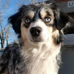 Miniature Australian Shepherd and Toy Australian Shepherd All Grown Up from C&K Rocky Hill Aussies