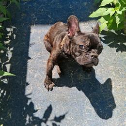 Rudolph - Brindle male French Bulldog puppy in Joplin, Missouri from Midwest Beautiful Frenchies