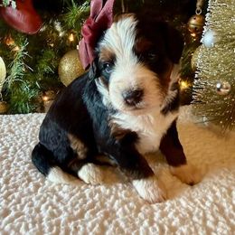 Girl 6 - female Bernedoodle puppy in Perrysville, Ohio from Pleasant Valley Bernedoodles