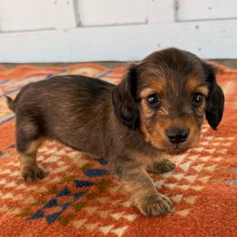 Girl 1 - Chocolate and tan female Dachshund puppy in Okeechobee, Florida from HotShot Kennels