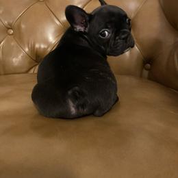 Grace - Brindle female French Bulldog puppy in Sidney Center, New York from iFrenchi