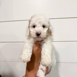 Petunia (Red) - Parti female Goldendoodle puppy in Payson, Utah from Life_on. Paws