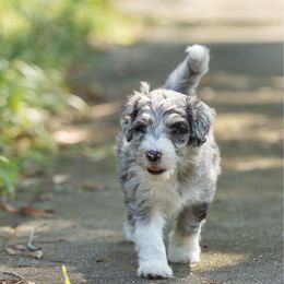 Reese - Merle female Sheepadoodle puppy in Charleston & Kershaw, South Carolina from Atlas Harrold-Moore Sheepadoodles, LLC   (AHMS)