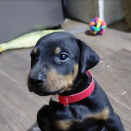Roman Candle - Black and rust male Doberman Pinscher puppy in Valley View, Texas from Daystar Dobermans
