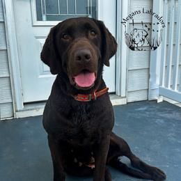Kimber - Labrador Retriever